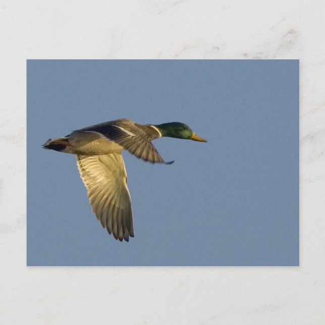 mallard flying in open sky postcard (Front)