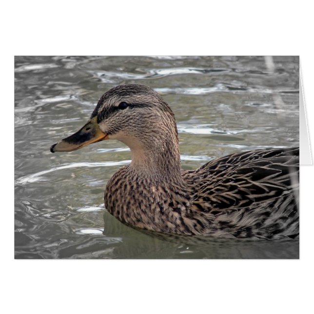 Mallard Hen (Front Horizontal)