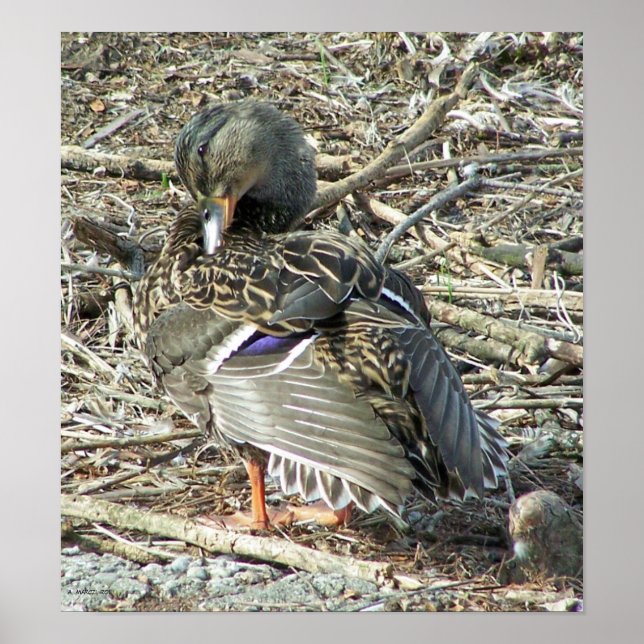 Mallard-hen Monroe Poster (Front)
