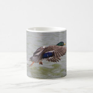 mallard in flight coffee mug