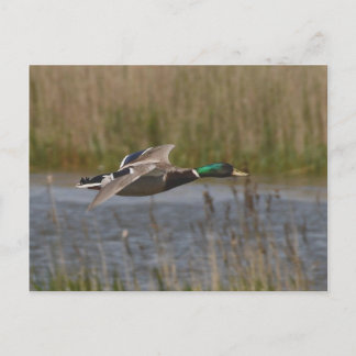 Mallard in flight postcard