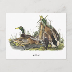 Mallard, John Audubon Postcard
