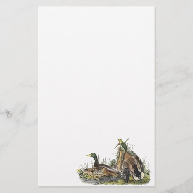 Mallard, John Audubon Stationery (Front)