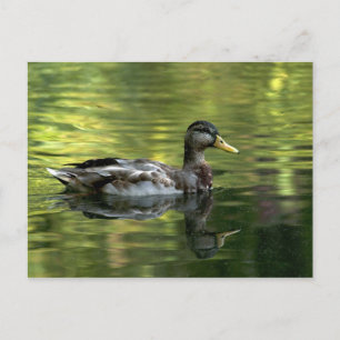 Mallard Mirrored On Green Water Postcard