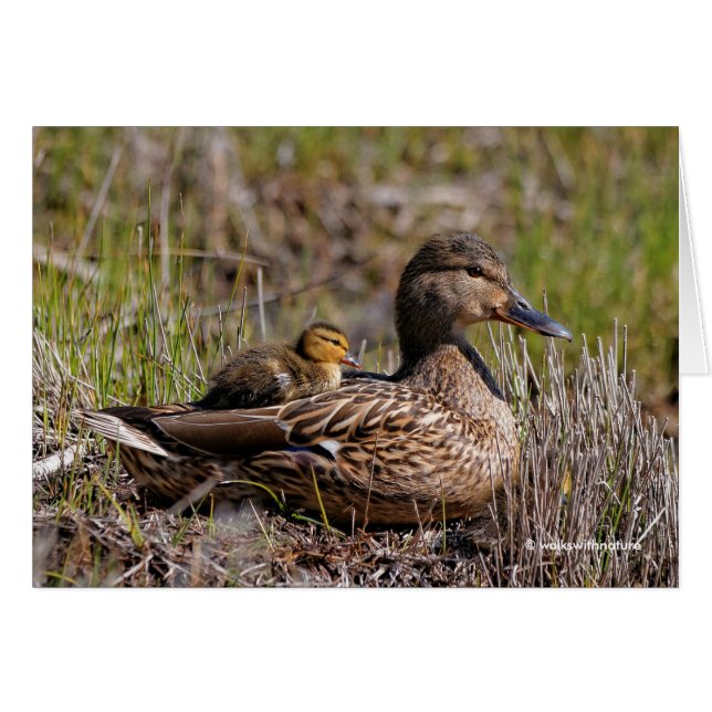 Mallard Mom with Duckling Onboard (Front Horizontal)