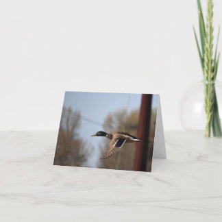 Mallard Note Card