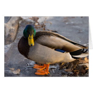Mallard On Ice