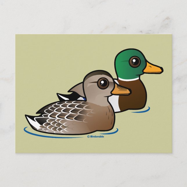 Mallard Pair Postcard (Front)