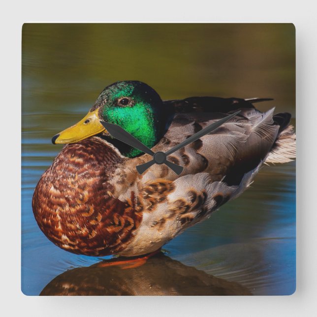 Mallard Portrait Square Wall Clock (Front)