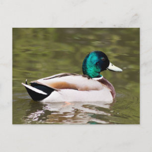 Mallard Postcard