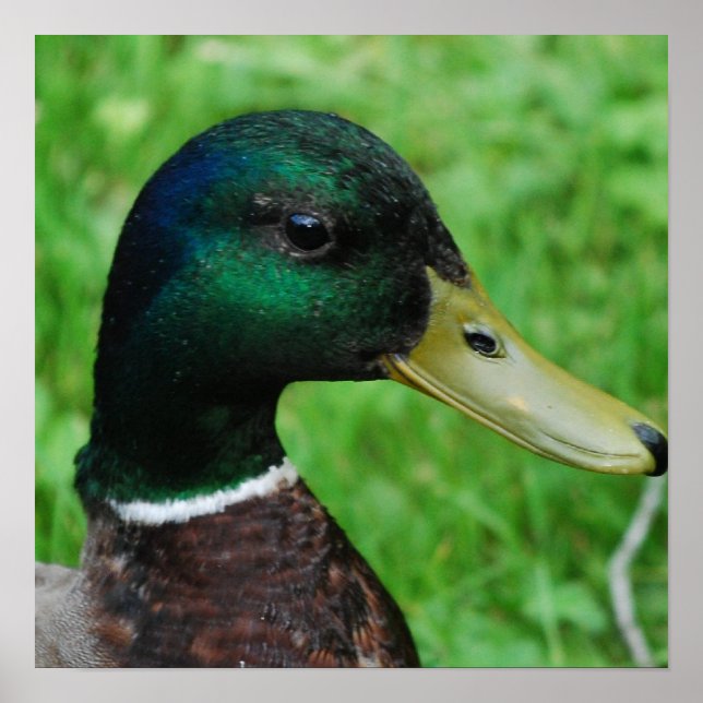 Mallard Poster  (Front)