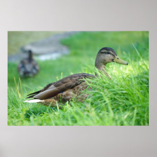 Mallard Poster