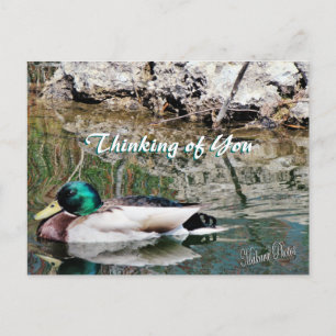 Mallard Reflections Postcard-customize Postcard