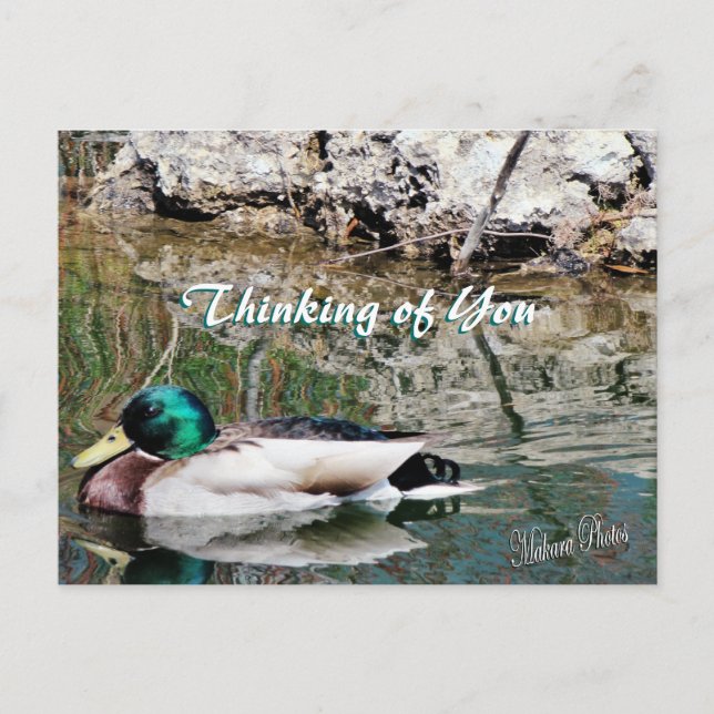 Mallard Reflections Postcard-customize Postcard (Front)
