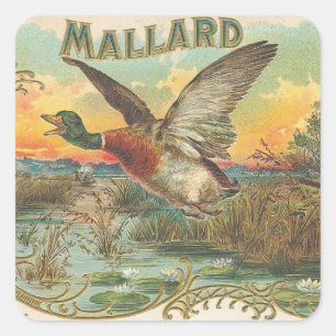 Mallard Square Sticker