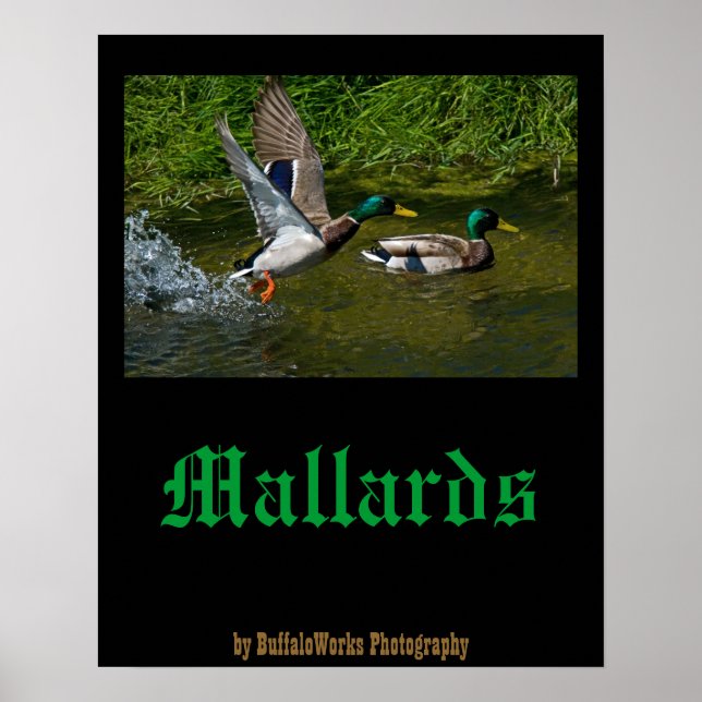 Mallard Take-off Poster (Front)