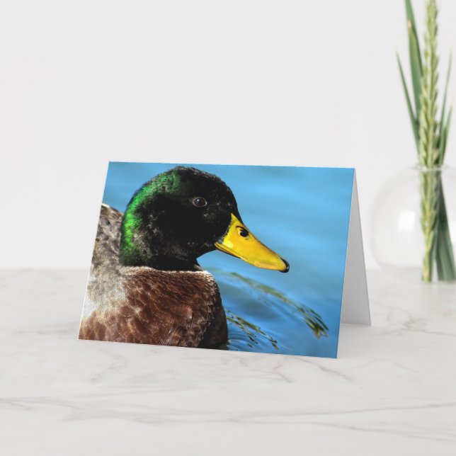 Mallard Up Close  Card (Front)