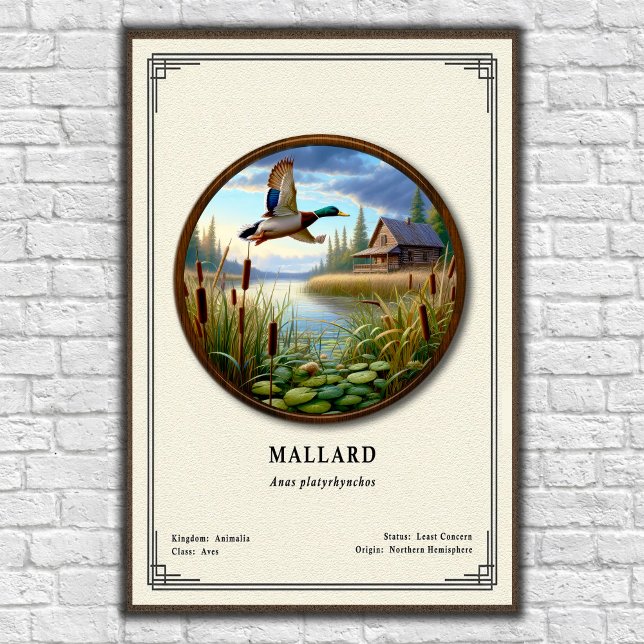 Mallard Zoology Series Poster (Creator Uploaded)