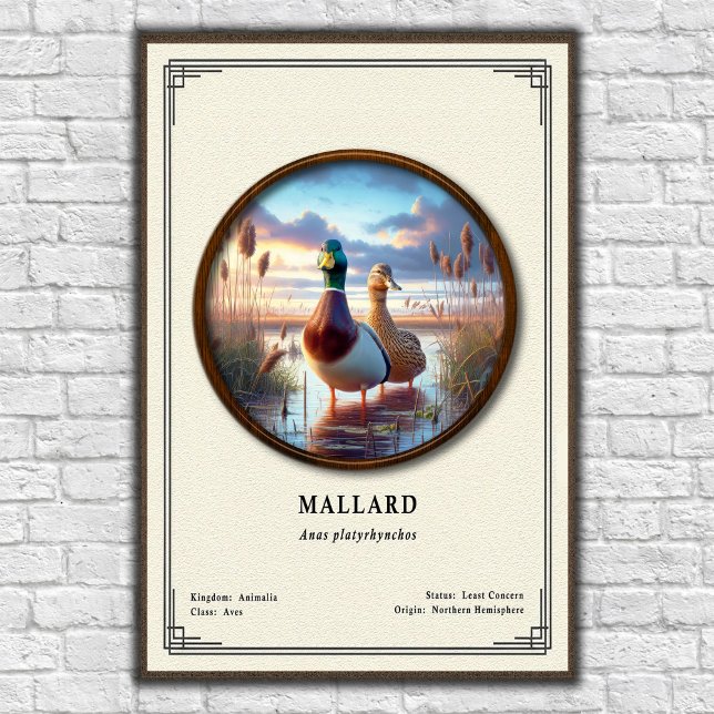 Mallard Zoology Series Poster (Creator Uploaded)