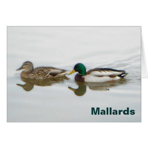 Mallards