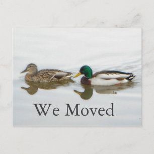 Mallards Announcement Postcard