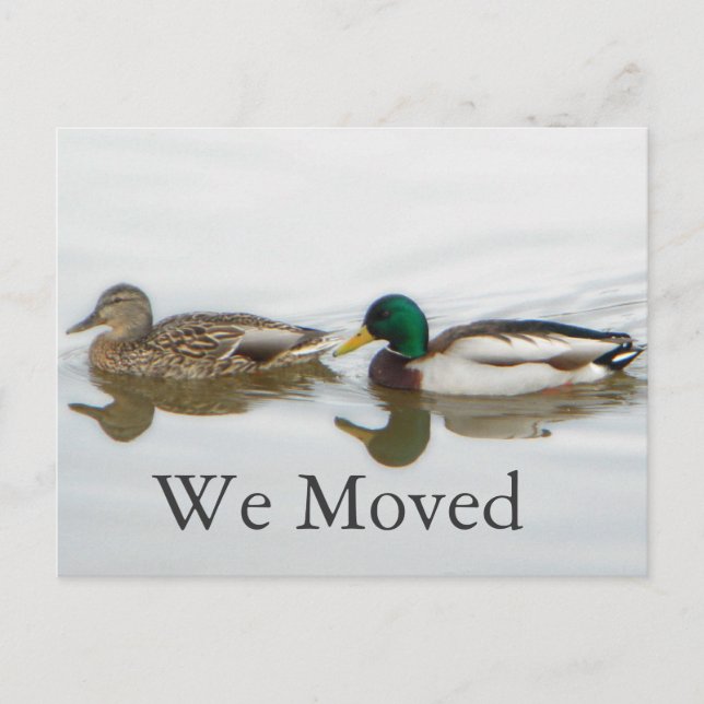 Mallards Announcement Postcard (Front)