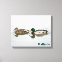 Mallards