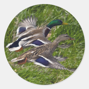 Mallards Flying Classic Round Sticker