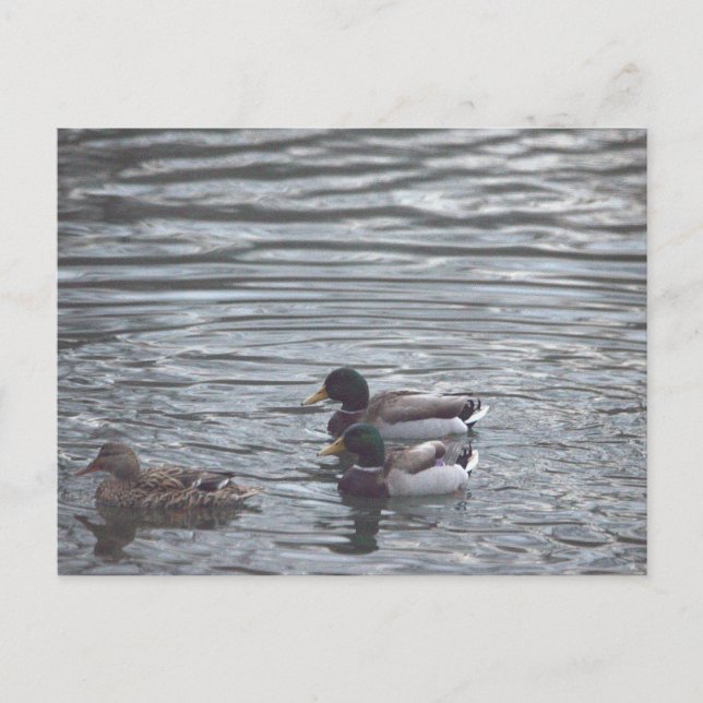 Mallards In Pond Postcard (Front)
