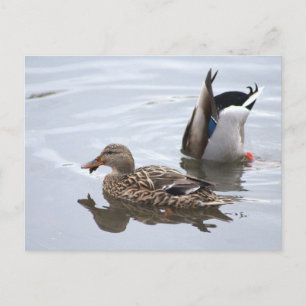 Mallards In Pond Postcard