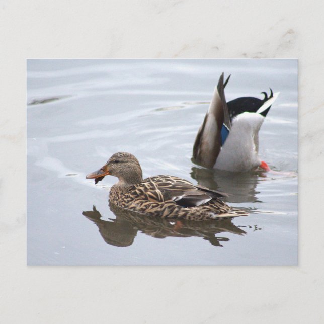 Mallards In Pond Postcard (Front)