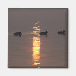 Mallards Magnet