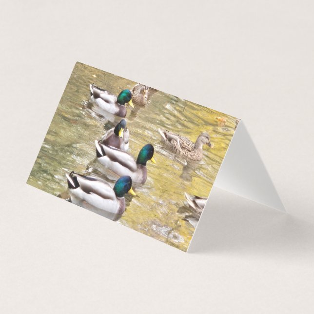 Mallards on the pond (Front)