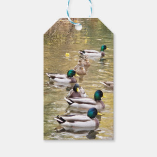 Mallards on the pond gift tags