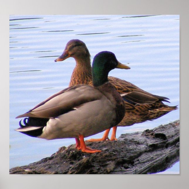 Mallards Poster (Front)