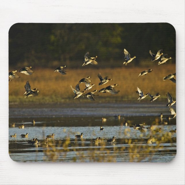 Mallards rising from water mouse pad (Front)
