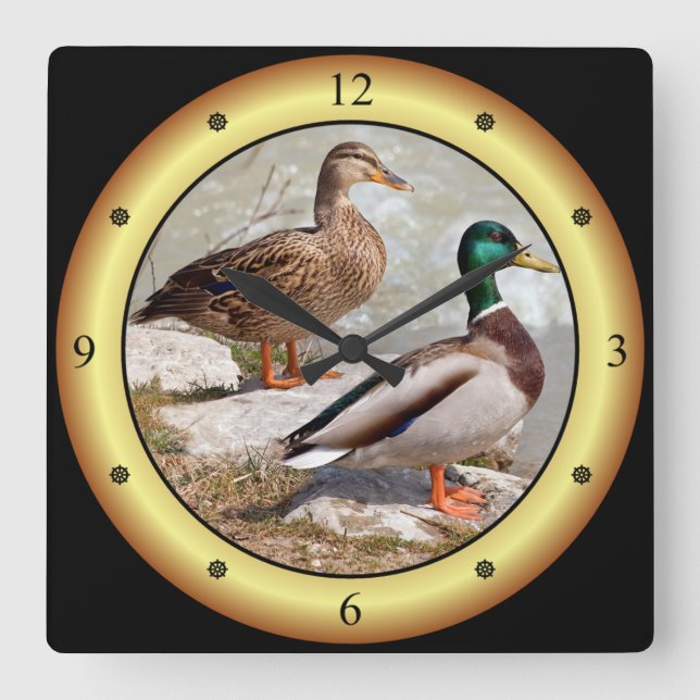 Mallards ~ Wild Ducks ~ Anas platyrhynchos ~  Square Wall Clock (Front)