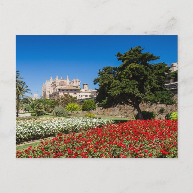 Mallorca - Cathédrale de Palma carte postale (Devant)