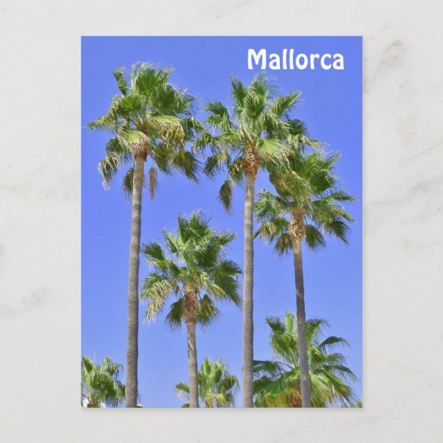 Mallorca Palm Trees Postcard (Front)