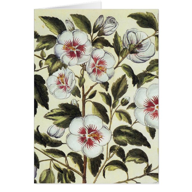 Mallow rose (Devant)