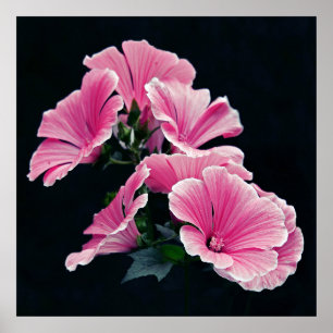 Mallow Roses Flowers on Black Background Poster