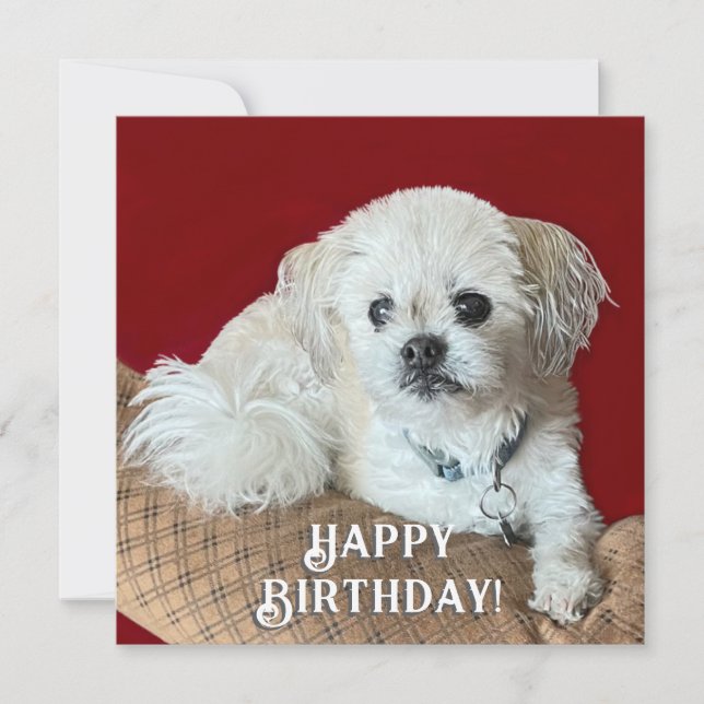 Malshi Birthday Card (Front)