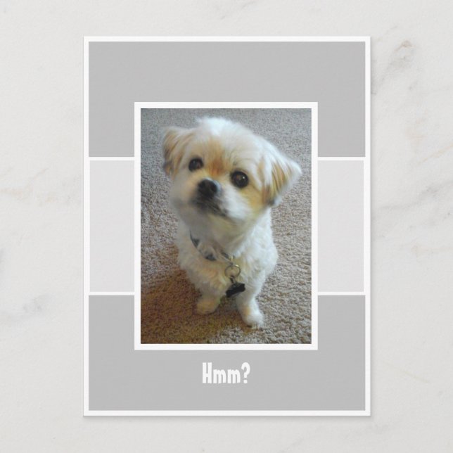 Malshi Dog Wonder Postcard (Front)
