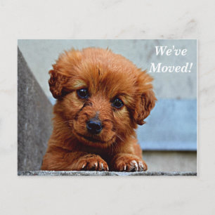 Maltais Nous avons déménagé Nouvelle Adresse Carte