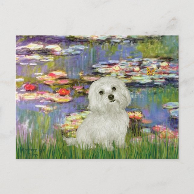 Maltese 11 - Lilies 2 Postcard (Front)