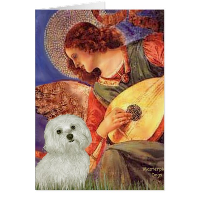 Maltese 11 - Mandolin Angel (Front)