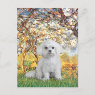 Maltese (12) - Spring Postcard