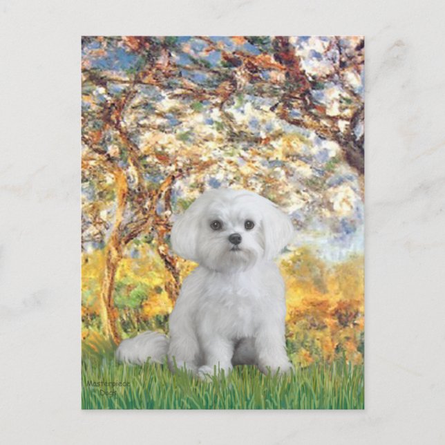 Maltese (12) - Spring Postcard (Front)