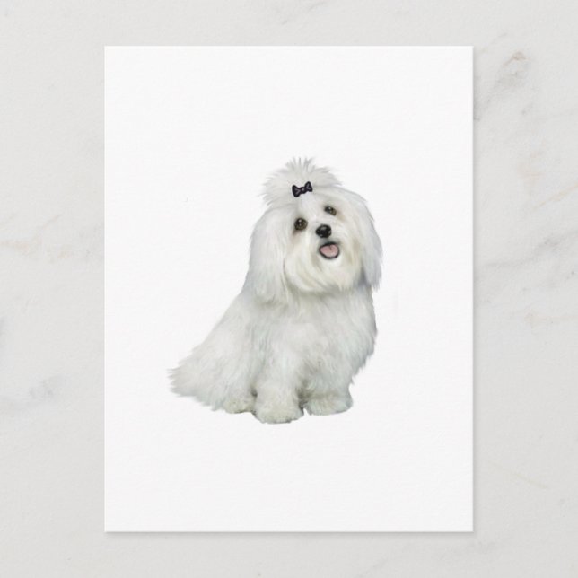 Maltese (A) - with top notch Postcard (Front)