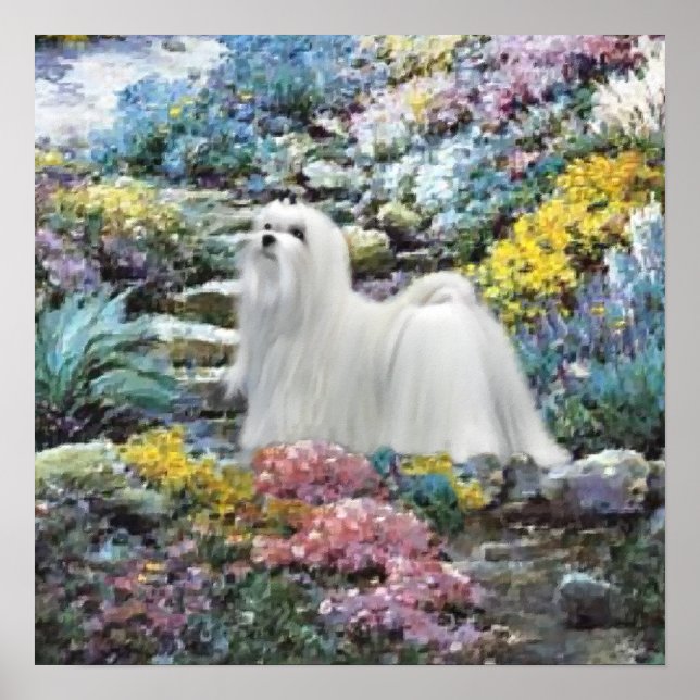 Maltese Art Where Love Grows Poster (Front)